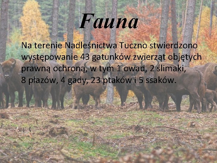 Fauna Na terenie Nadleśnictwa Tuczno stwierdzono występowanie 43 gatunków zwierząt objętych prawną ochroną, w