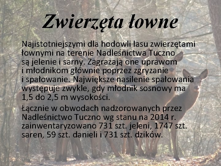 Zwierzęta łowne Najistotniejszymi dla hodowli lasu zwierzętami łownymi na terenie Nadleśnictwa Tuczno są jelenie