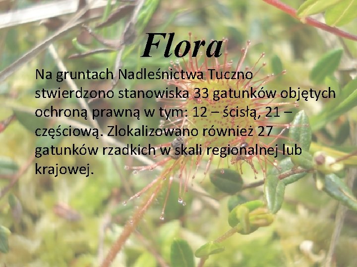 Flora Na gruntach Nadleśnictwa Tuczno stwierdzono stanowiska 33 gatunków objętych ochroną prawną w tym: