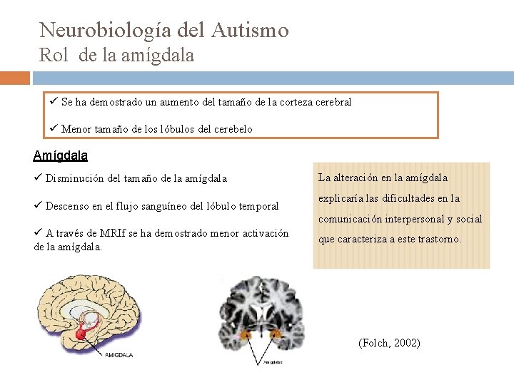 Neurobiología del Autismo Rol de la amígdala ü Se ha demostrado un aumento del