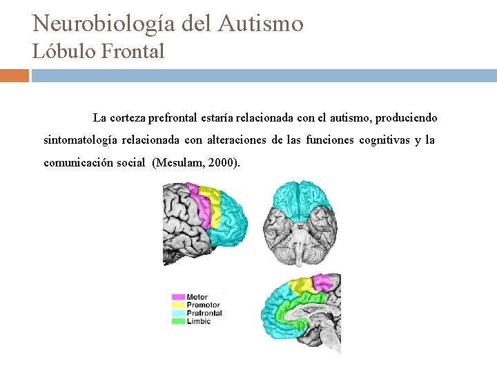 Neurobiología del Autismo Lóbulo Frontal La corteza prefrontal estaría relacionada con el autismo, produciendo