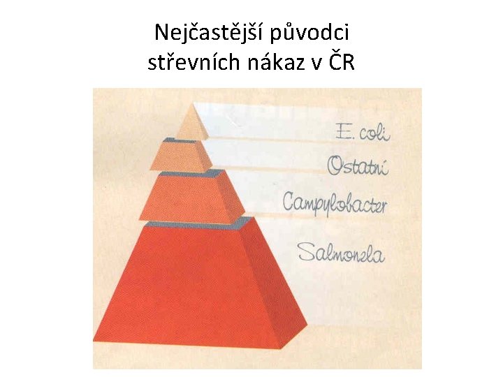 Nejčastější původci střevních nákaz v ČR 