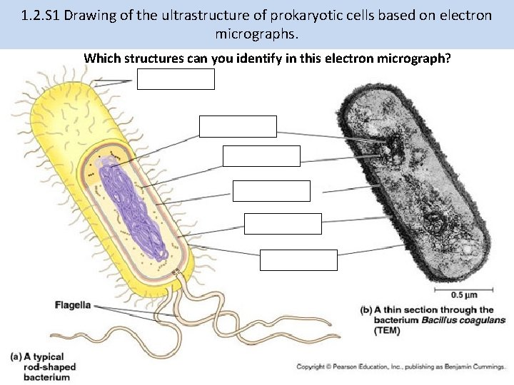 1. 2. S 1 Drawing of the ultrastructure of prokaryotic cells based on electron