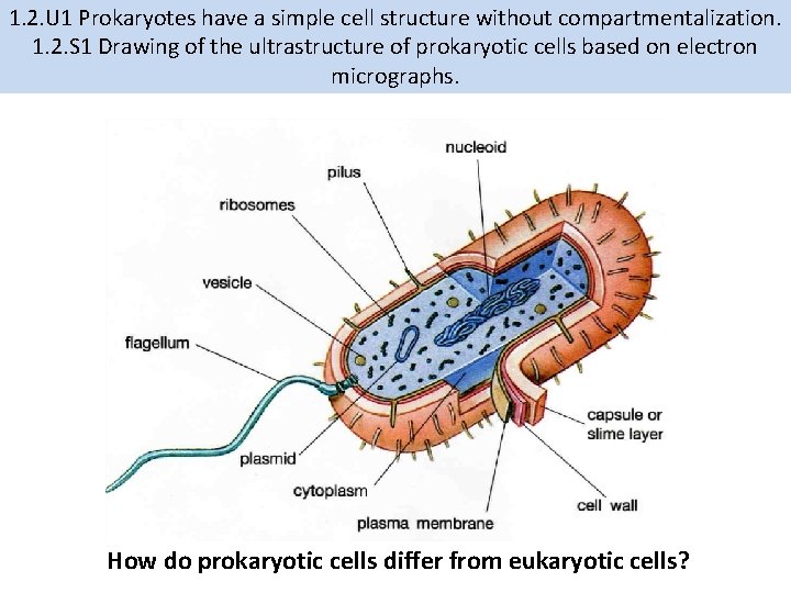 1. 2. U 1 Prokaryotes have a simple cell structure without compartmentalization. 1. 2.