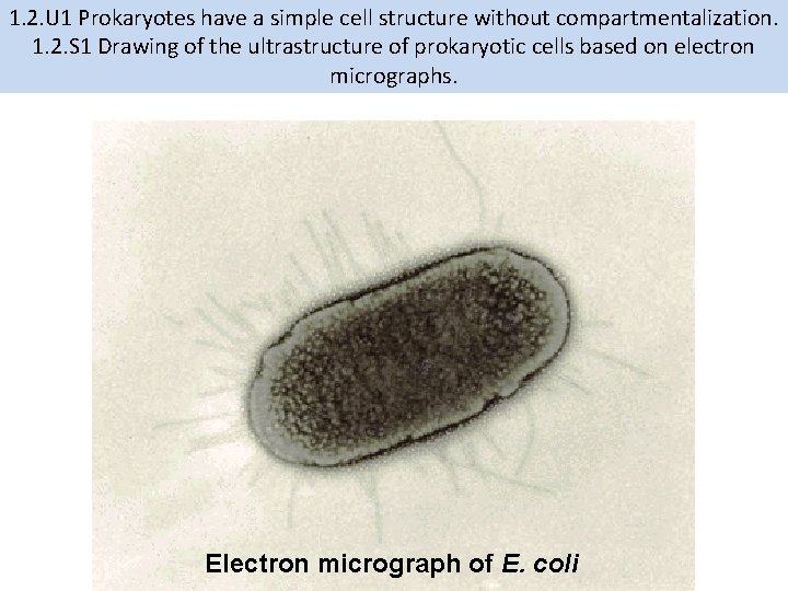 1. 2. U 1 Prokaryotes have a simple cell structure without compartmentalization. 1. 2.