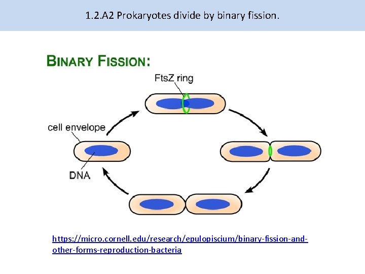 1. 2. A 2 Prokaryotes divide by binary fission. https: //micro. cornell. edu/research/epulopiscium/binary-fission-andother-forms-reproduction-bacteria 