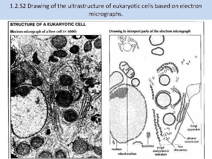 1. 2. S 2 Drawing of the ultrastructure of eukaryotic cells based on electron