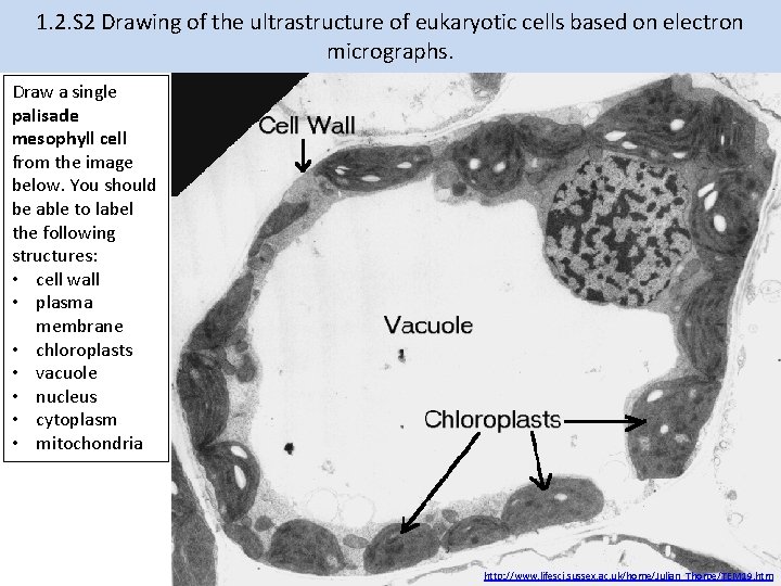 1. 2. S 2 Drawing of the ultrastructure of eukaryotic cells based on electron