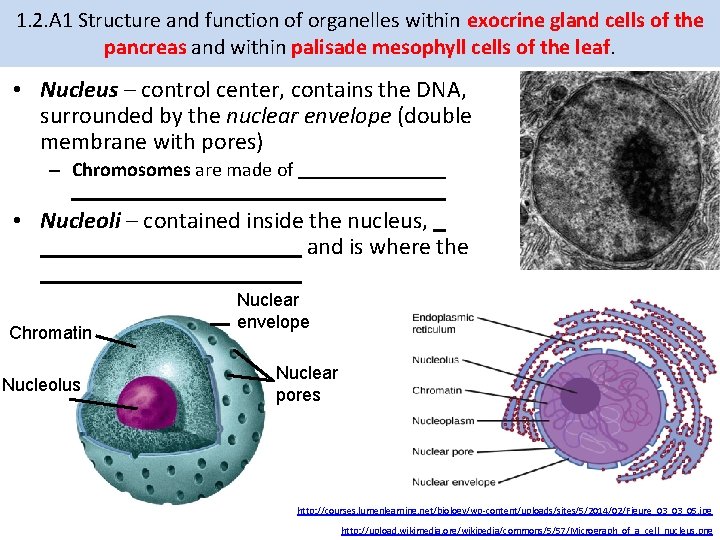 1. 2. A 1 Structure and function of organelles within exocrine gland cells of