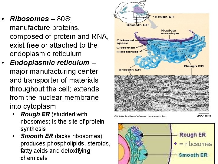  • Ribosomes – 80 S; manufacture proteins, composed of protein and RNA, exist