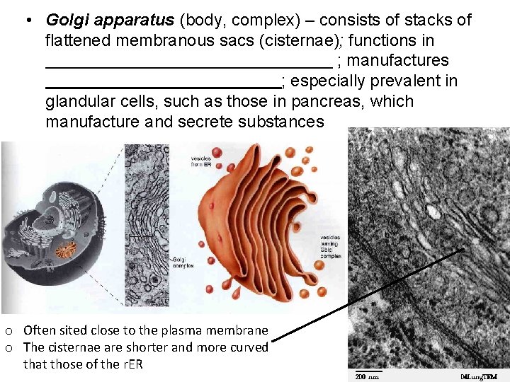  • Golgi apparatus (body, complex) – consists of stacks of flattened membranous sacs
