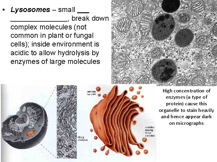  • Lysosomes – small , break down complex molecules (not common in plant