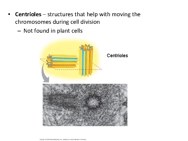  • Centrioles – structures that help with moving the chromosomes during cell division