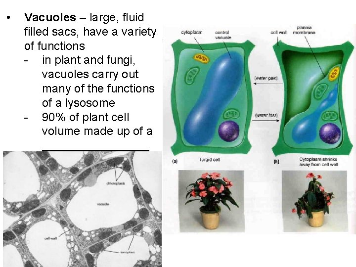  • Vacuoles – large, fluid filled sacs, have a variety of functions -