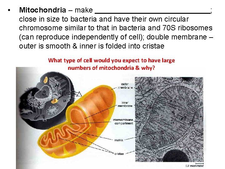  • Mitochondria – make ; close in size to bacteria and have their
