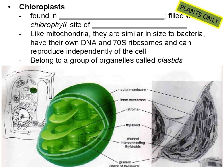  • PLA Chloroplasts NTS - found in ; filled with ONL Y chlorophyll;