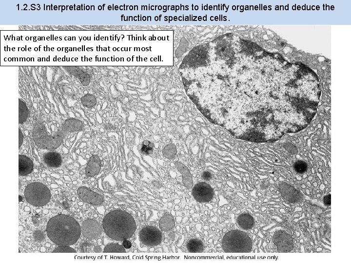 1. 2. S 3 Interpretation of electron micrographs to identify organelles and deduce the