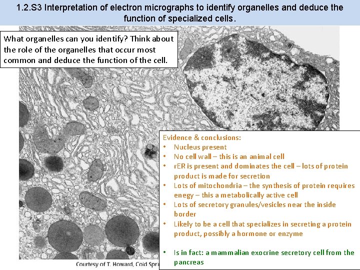 1. 2. S 3 Interpretation of electron micrographs to identify organelles and deduce the