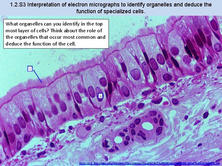 1. 2. S 3 Interpretation of electron micrographs to identify organelles and deduce the