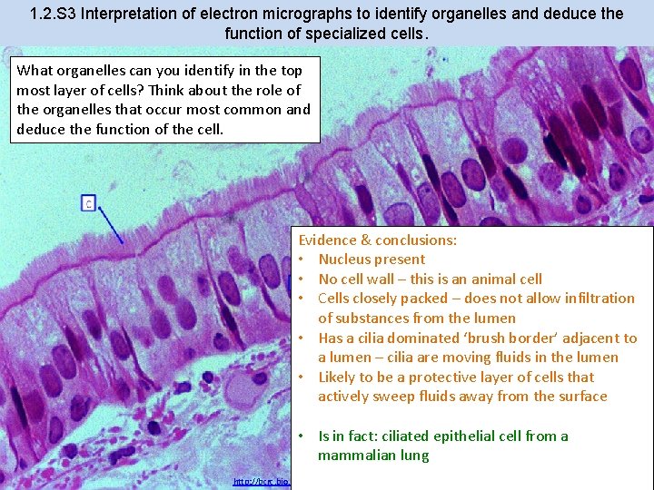 1. 2. S 3 Interpretation of electron micrographs to identify organelles and deduce the