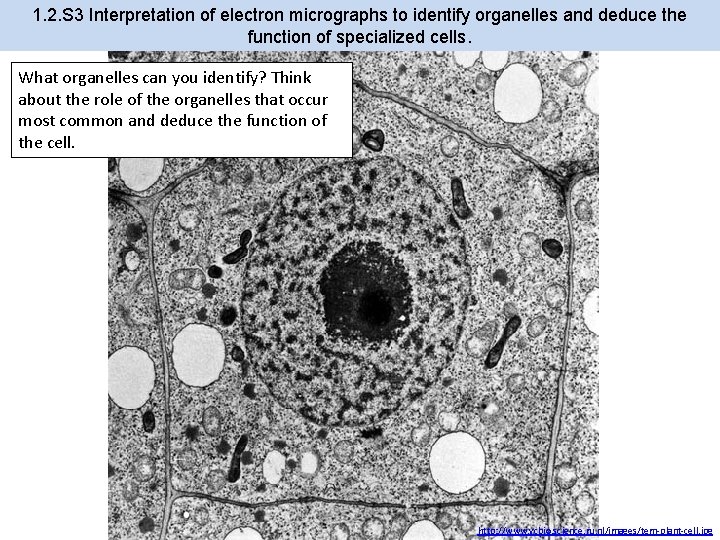 1. 2. S 3 Interpretation of electron micrographs to identify organelles and deduce the