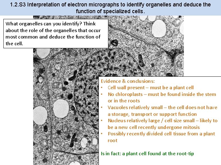 1. 2. S 3 Interpretation of electron micrographs to identify organelles and deduce the