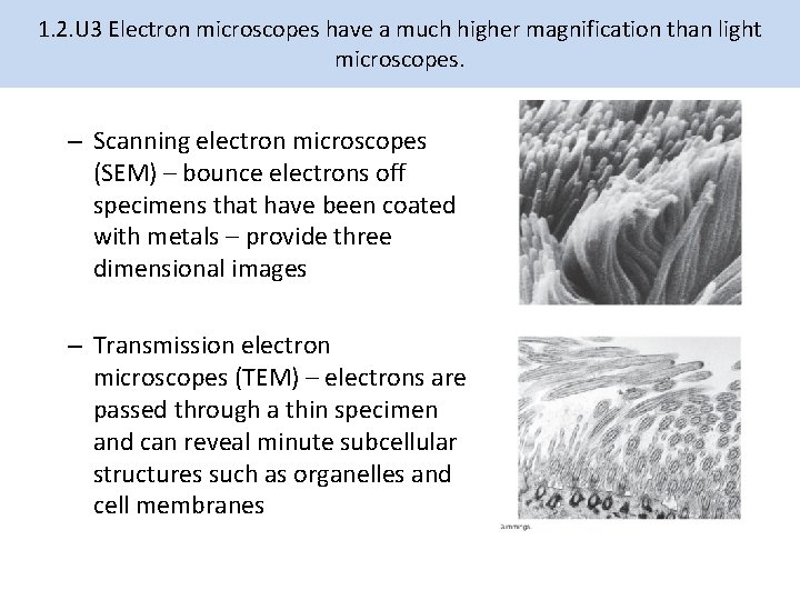 1. 2. U 3 Electron microscopes have a much higher magnification than light microscopes.