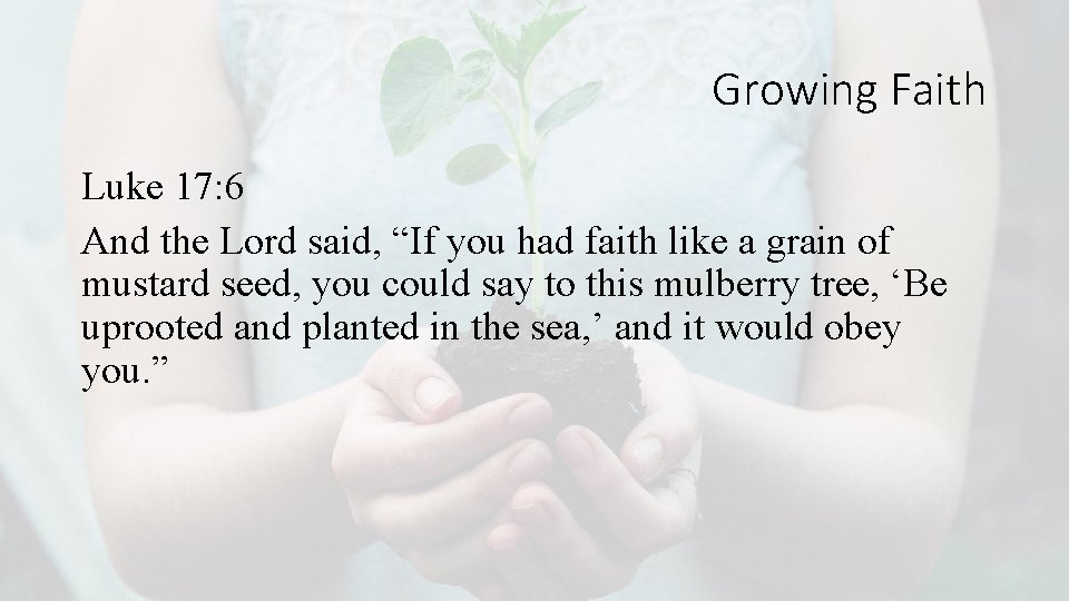 Growing Faith Luke 17: 6 And the Lord said, “If you had faith like