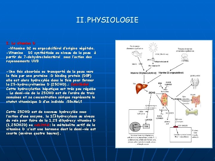 II. PHYSIOLOGIE I. La vitamine D -Vitamine D 2 ou ergocalciférol d’origine végétale. -Vitamine