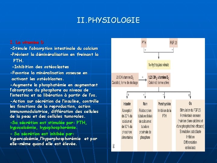 II. PHYSIOLOGIE I. La vitamine D -Stimule l’absorption intestinale du calcium -Prévient la déminéralisation