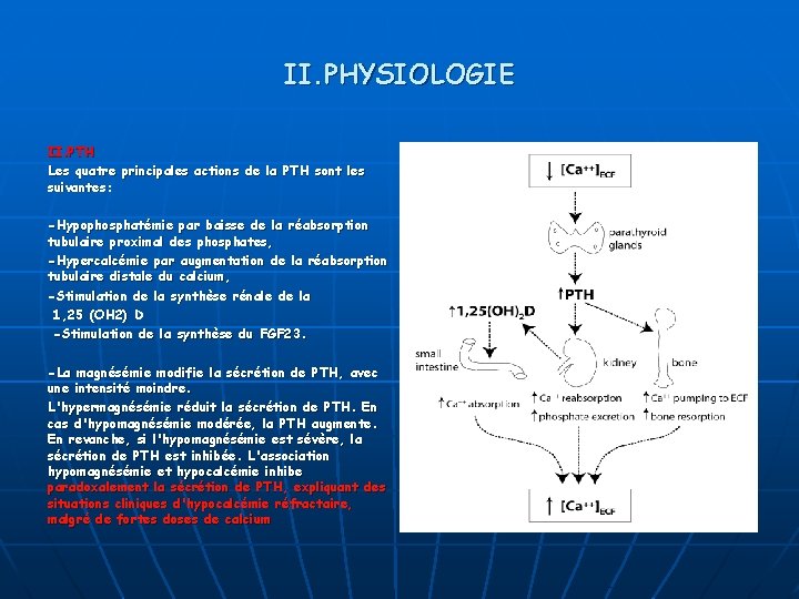 II. PHYSIOLOGIE II. PTH Les quatre principales actions de la PTH sont les suivantes: