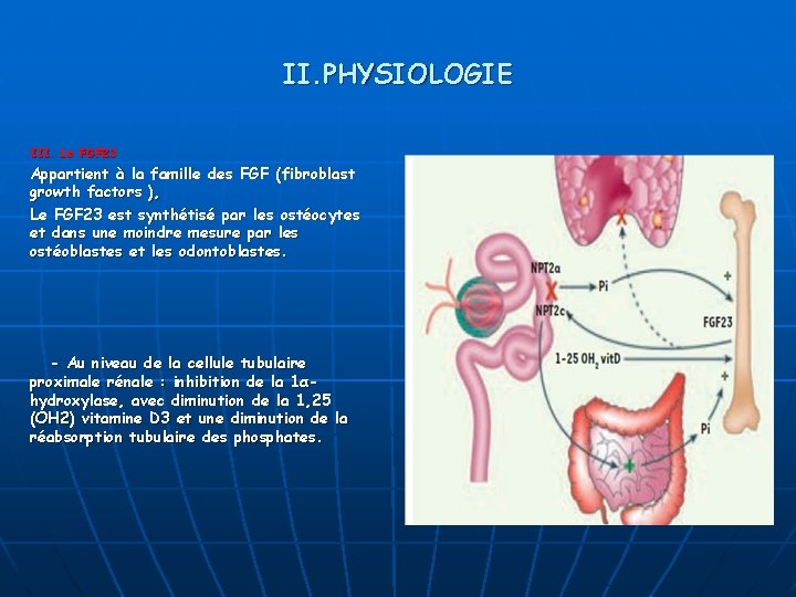 II. PHYSIOLOGIE III. Le FGF 23 Appartient à la famille des FGF (fibroblast growth