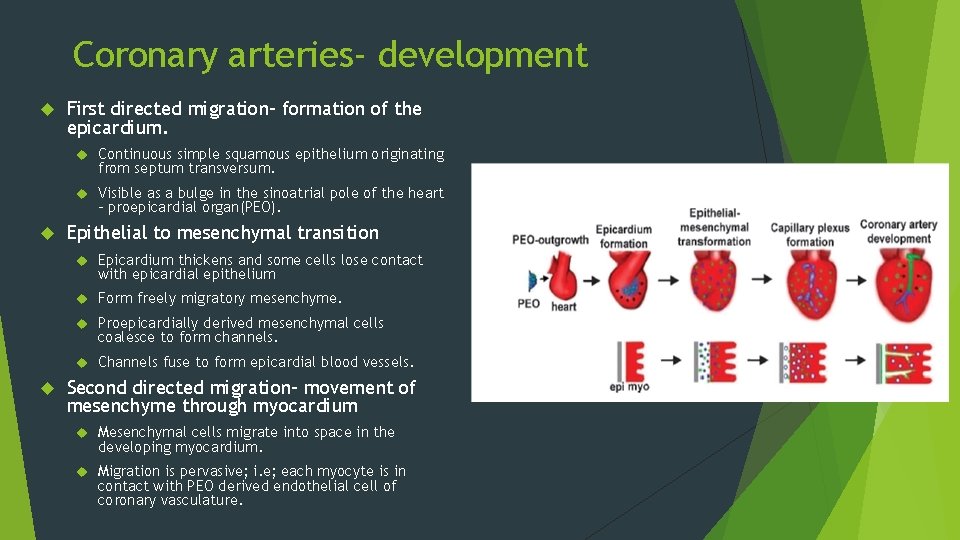 Coronary arteries- development First directed migration- formation of the epicardium. Continuous simple squamous epithelium