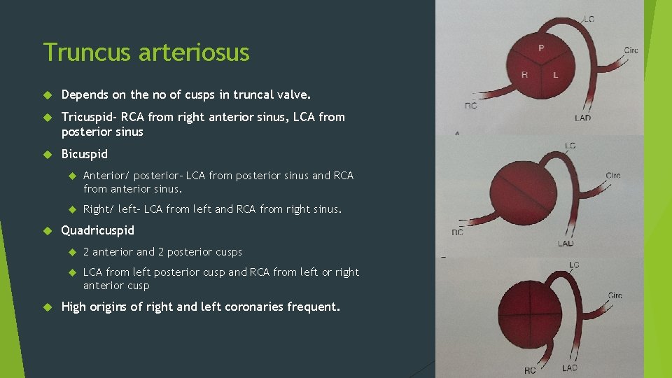 Truncus arteriosus Depends on the no of cusps in truncal valve. Tricuspid- RCA from