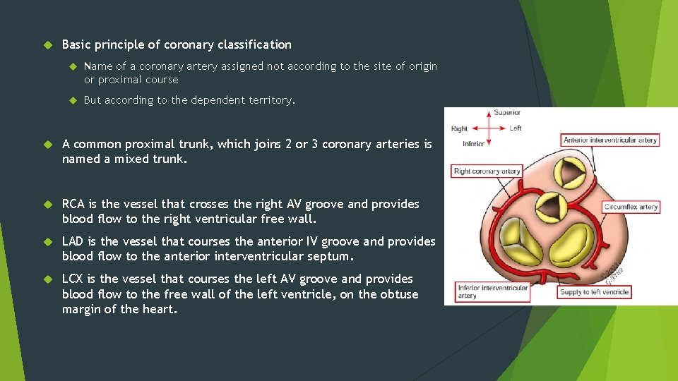  Basic principle of coronary classification Name of a coronary artery assigned not according