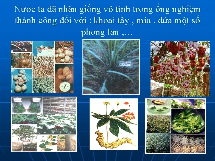 Nước ta đã nhân giống vô tính trong ống nghiệm thành công đối với