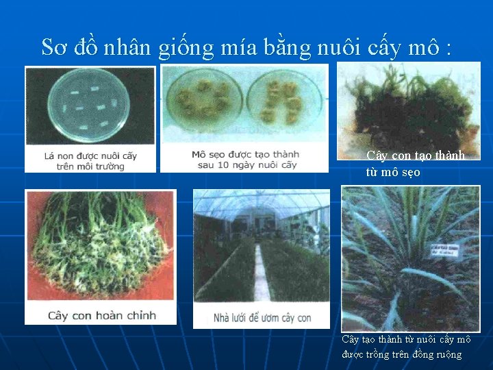 Sơ đồ nhân giống mía bằng nuôi cấy mô : Cây con tạo thành