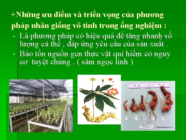 +Những ưu điểm và triển vọng của phương pháp nhân giống vô tính trong