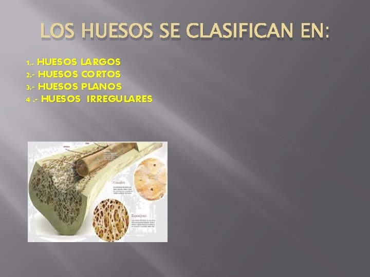 LOS HUESOS SE CLASIFICAN EN: 1, . HUESOS LARGOS 2. - HUESOS CORTOS 3.