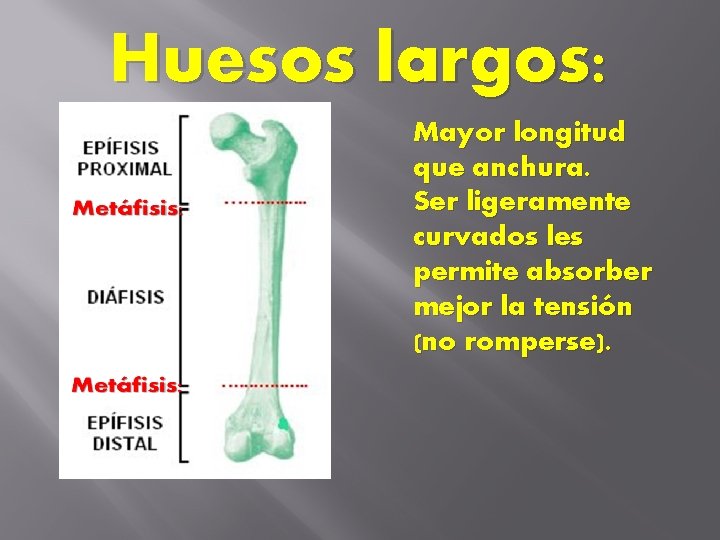 Huesos largos: Mayor longitud que anchura. Ser ligeramente curvados les permite absorber mejor la