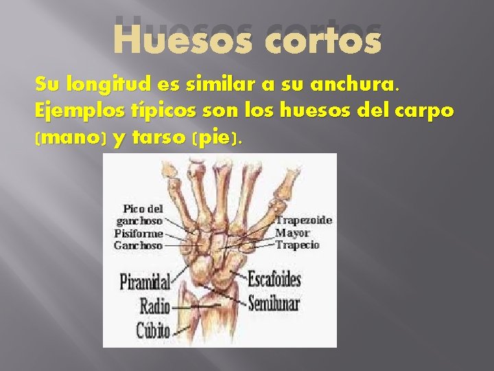 Huesos cortos Su longitud es similar a su anchura. Ejemplos típicos son los huesos