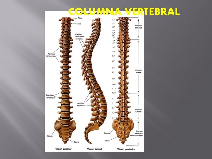 COLUMNA VERTEBRAL 