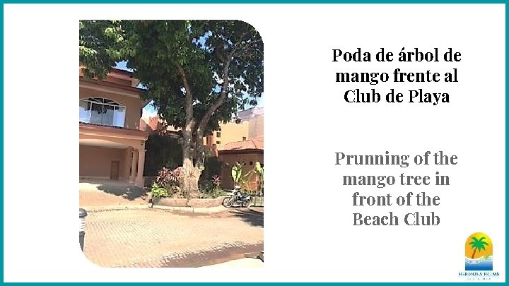 Poda de árbol de mango frente al Club de Playa Prunning of the mango