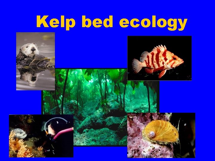 Kelp bed ecology 