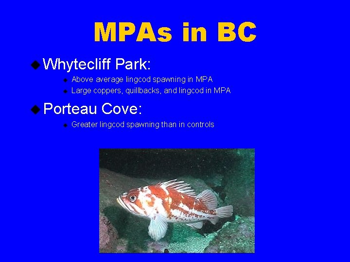 MPAs in BC u Whytecliff u u Above average lingcod spawning in MPA Large