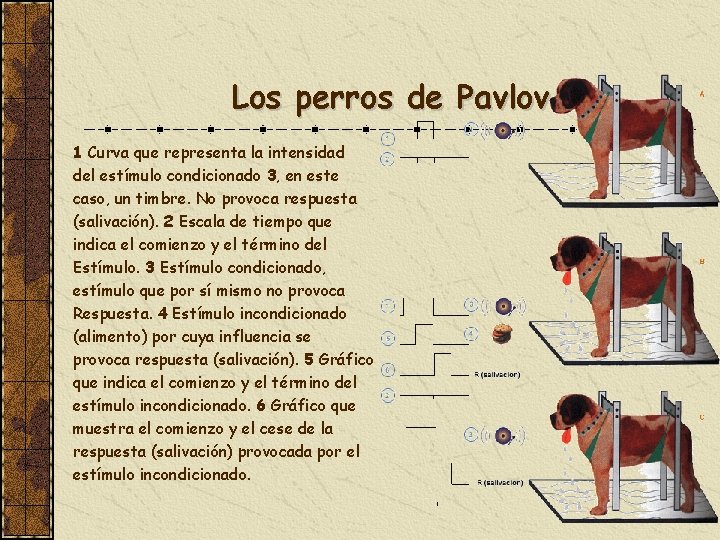 Los perros de Pavlov 1 Curva que representa la intensidad del estímulo condicionado 3,