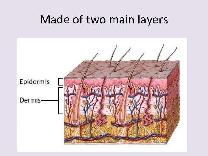 Made of two main layers 