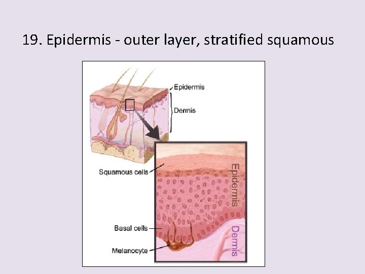 19. Epidermis - outer layer, stratified squamous 