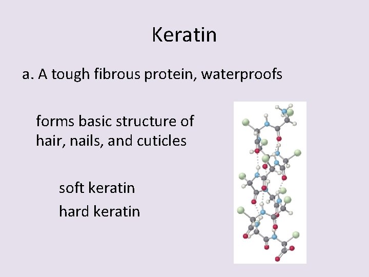 Keratin a. A tough fibrous protein, waterproofs forms basic structure of hair, nails, and