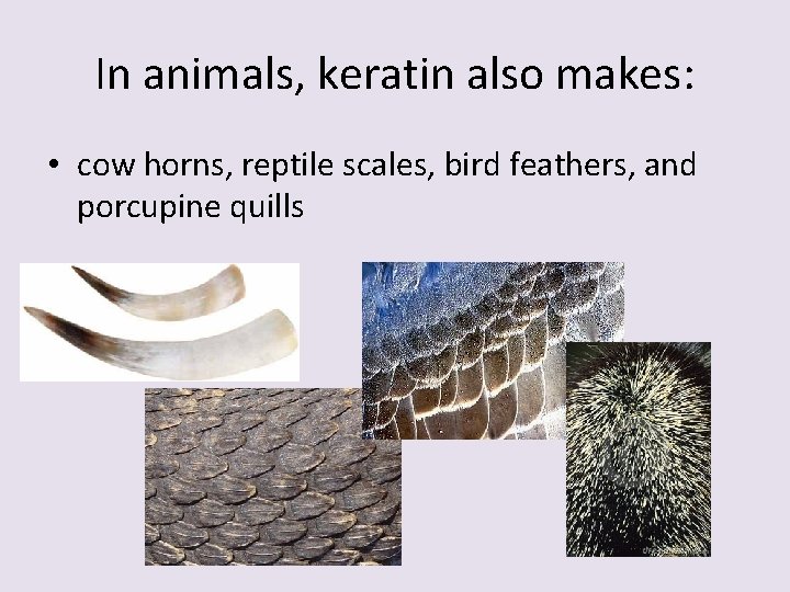 In animals, keratin also makes: • cow horns, reptile scales, bird feathers, and porcupine